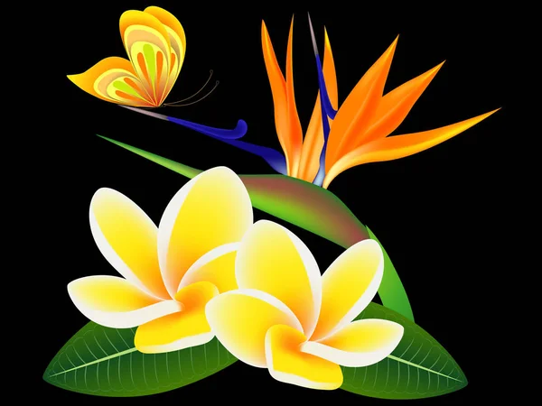 Frangipani (Plumeria) with a paradise flower and a butterfly, on a black background. — Stock Vector