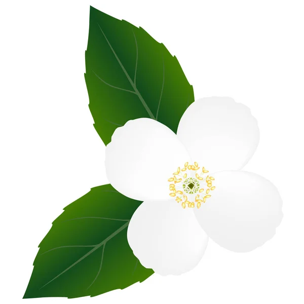Γιασεμί λουλούδι με φύλλα σε λευκό φόντο. — Διανυσματικό Αρχείο