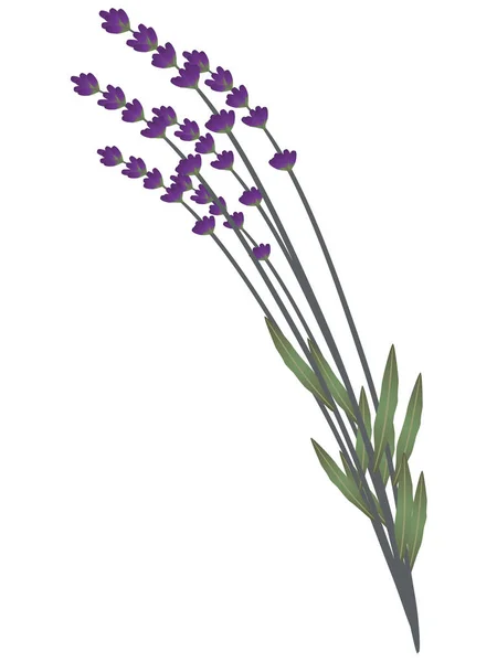 Vilda blommor lavendel. — Stock vektor