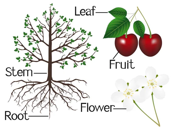 La ilustración muestra parte de las plantas de cerezas . — Vector de stock