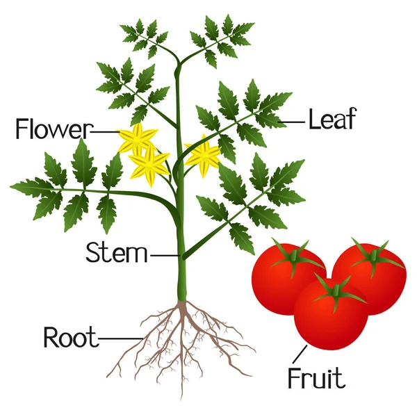 Ilustração mostrando as partes de uma planta de tomate . — Vetor de Stock