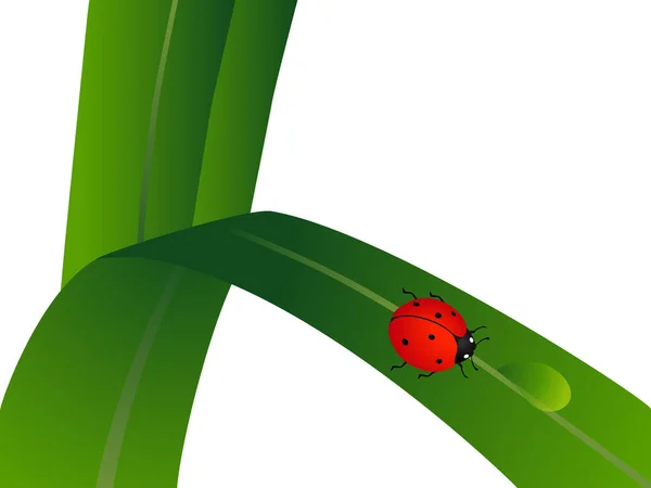 一滴の水と緑の葉の上のてんとう虫. — ストックベクタ