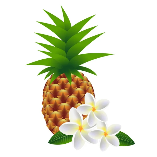 Beyaz arka plan üzerinde ananas ile çiçek frangipani (Plumeria). — Stok Vektör