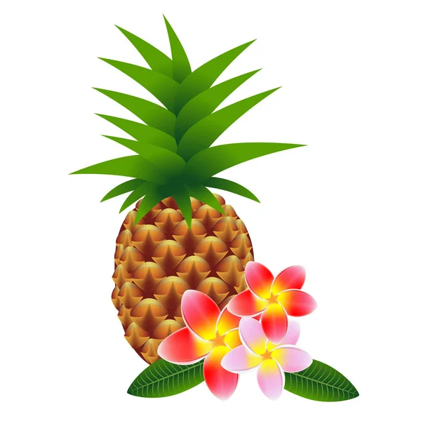 Bloemen frangipani (Plumeria) met ananas, op wit. — Stockvector