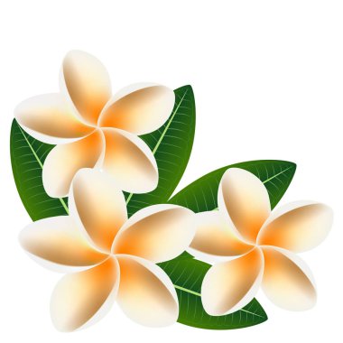 Çiçekler frangipani (Plumeria) üzerinde beyaz izole yaprakları ile.