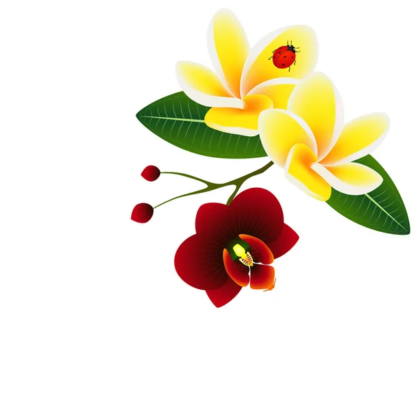 Esquina con frangipani (Plumeria) con flor de orquídea y mariquita . — Vector de stock