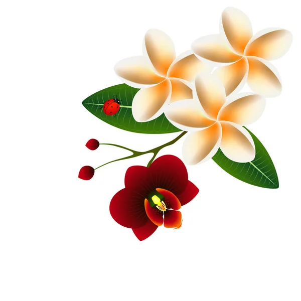 Frangipani (Plumeria) met orchidee bloem en een lieveheersbeestje. — Stockvector