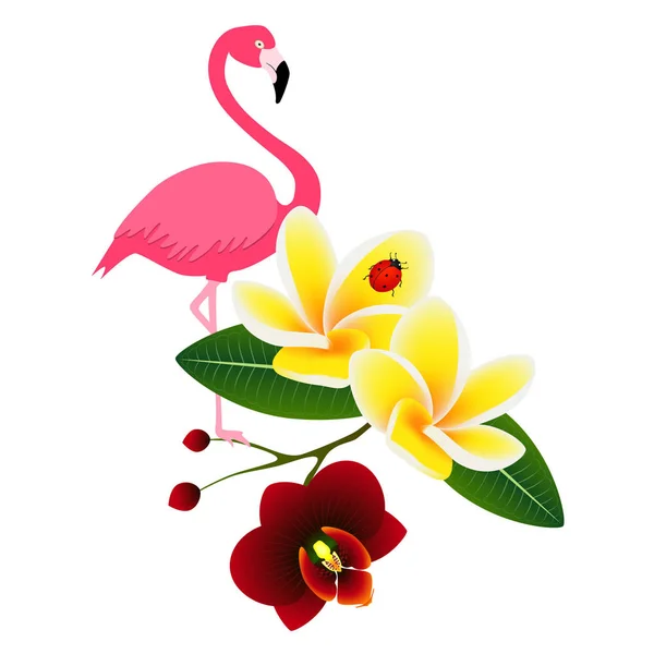 Roze flamingo met frangipani (Plumeria) met orchidee bloem en een lieveheersbeestje op witte achtergrond. — Stockvector