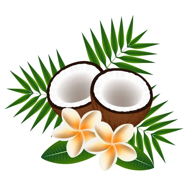 Flores frangipani (Plumeria) com cocos e folhas . — Vetor de Stock