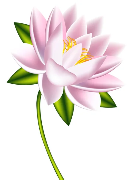 Una flor de loto sobre un fondo blanco . — Vector de stock