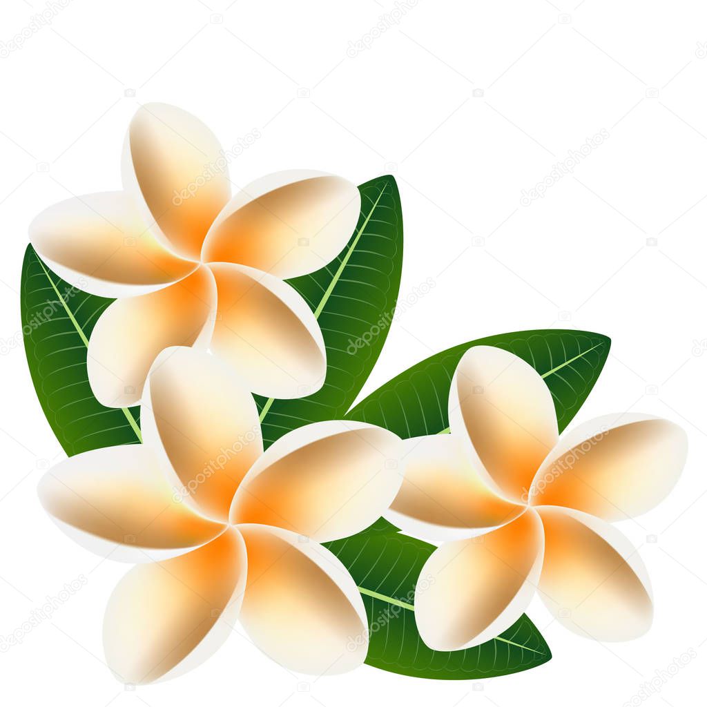 Flowers frangipani (Plumeria) with leaves isolated on white.