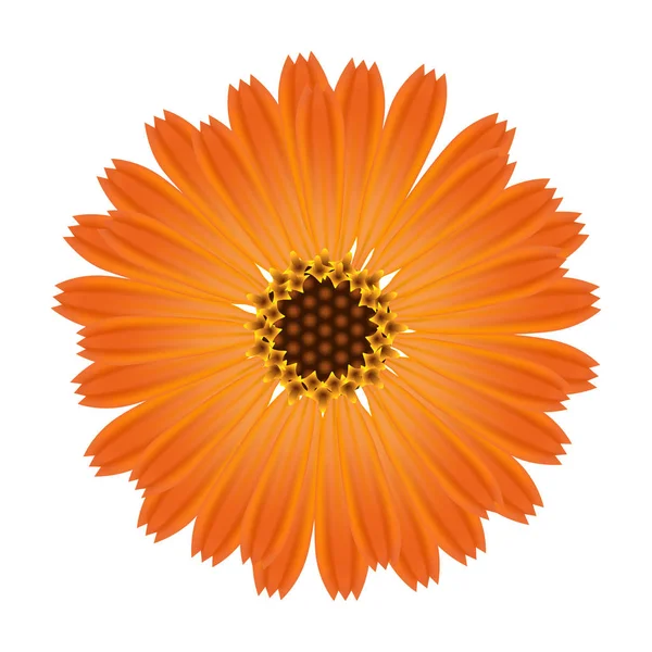 A flower of calendula on a white background. — Stock Vector