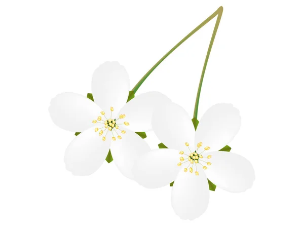 Květy třešní izolované na bílém. — Stockový vektor