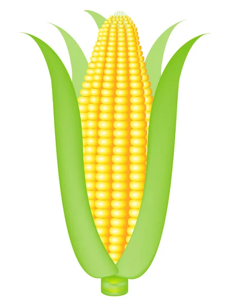 Corn on white background. — Stock Vector