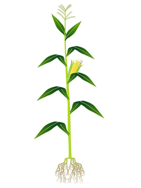 Planta de maíz sobre fondo blanco . — Vector de stock