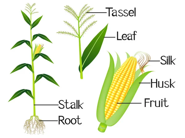 Die Abbildung zeigt einen Teil der Maispflanzen. — Stockvektor