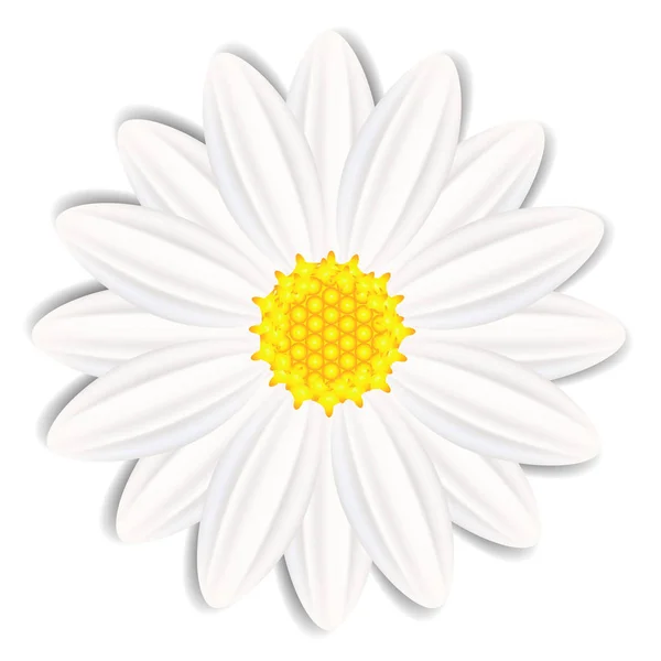 Flor de camomila isolada sobre fundo branco. —  Vetores de Stock