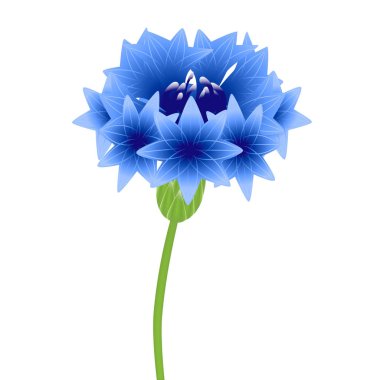 beyaz zemin üzerine Peygamber Çiçeği.