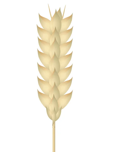 Wheat ear on a white background. — Stock Vector