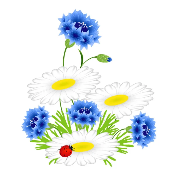 Bunga cornflowers biru dan chamomiles dengan kumbang pada latar belakang putih . - Stok Vektor