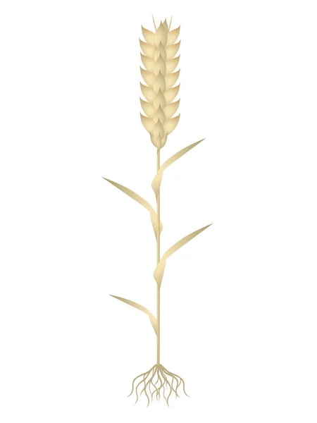 Una planta de trigo sobre un fondo blanco . — Vector de stock