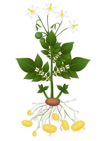 Potato plant on a white background. — Stock Vector
