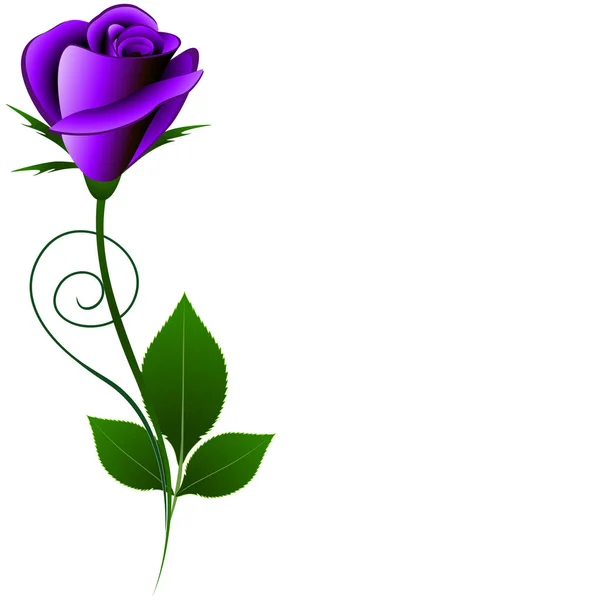 Fondo floreale con rosa viola . — Vettoriale Stock