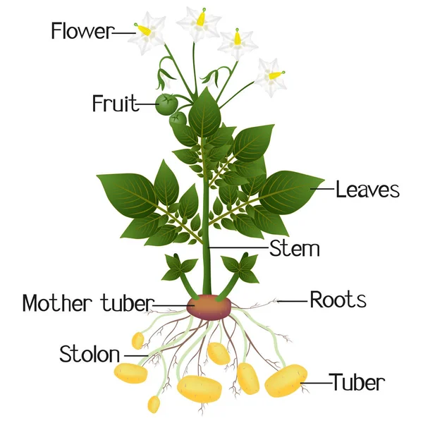 Structuur van de aardappel plant op een witte achtergrond. — Stockvector