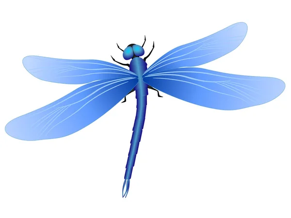 Libélula azul sobre fondo blanco . — Vector de stock