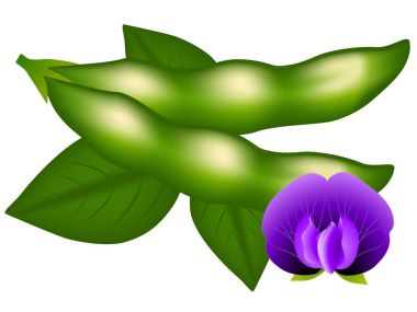 Soya bakla, çiçek ve yaprak beyaz arka plan üzerinde izole.