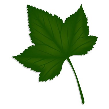 Beyaz arka plan üzerinde izole yeşil taze üzümü sayfası.