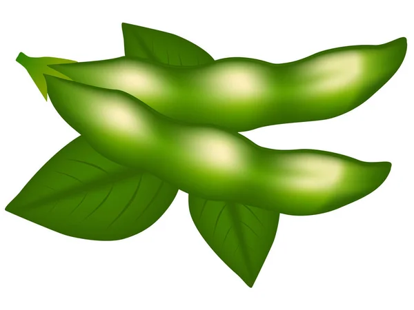 Morues et feuilles de soja isolées sur fond blanc . — Image vectorielle