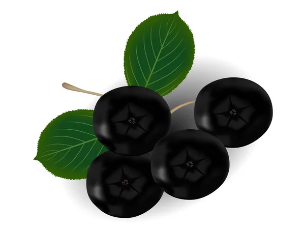 Ramo di chokeberry nero (Aronia melanocarpa) con foglie verdi isolate su fondo bianco . — Vettoriale Stock