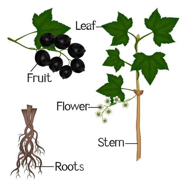 En illustration som visar delar av en växt som svarta vinbär. — Stock vektor