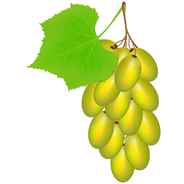 Uvas verdes sobre um fundo branco. — Vetor de Stock