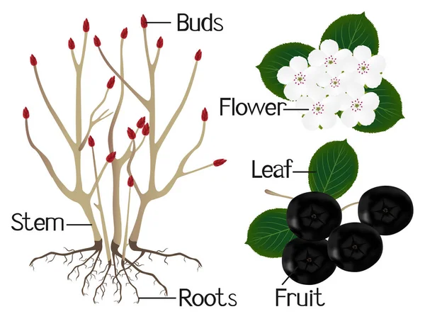 ブラックチョークベリー (アロニア melanocarpa) 植物の一部を図します。. — ストックベクタ