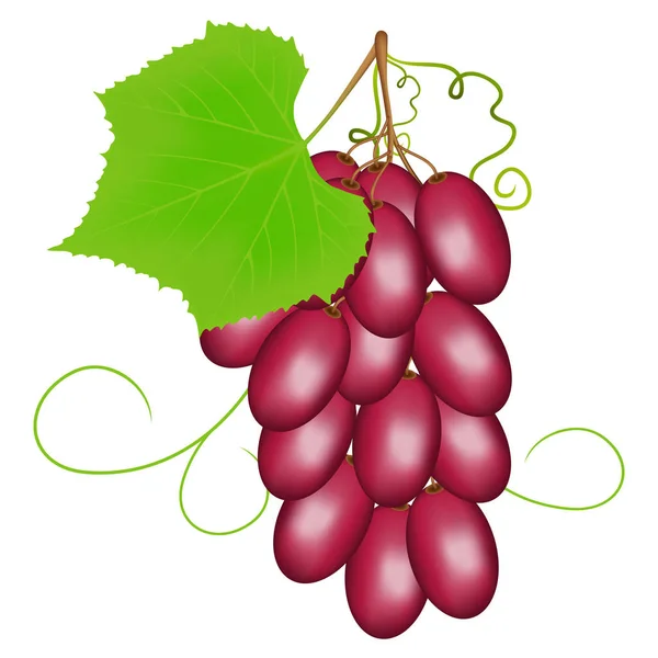 Uvas rosadas sobre fondo blanco . — Vector de stock