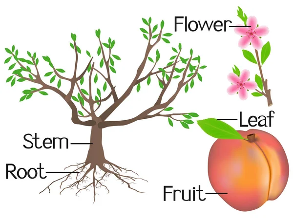 下图显示桃植物的一部分. — 图库矢量图片