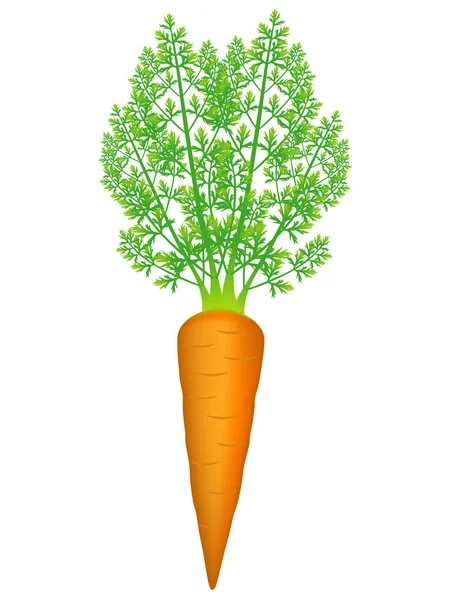 Λαχανικό καρότο με φύλλα που απομονώνονται σε λευκό φόντο. — Διανυσματικό Αρχείο