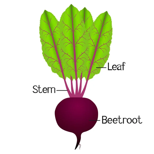 The illustration shows part of the beetroot plant. — Stock Vector