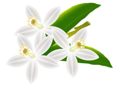 Limon çiçekleri ile çiçek arka plan.