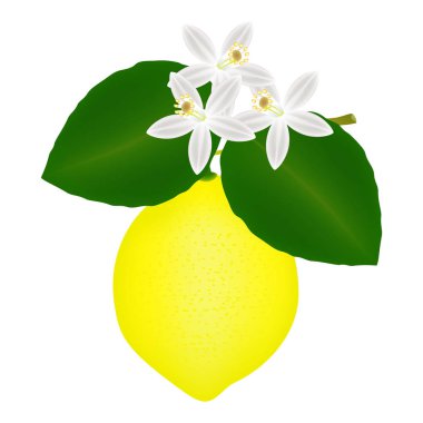 Dal çiçek ve limon ile.