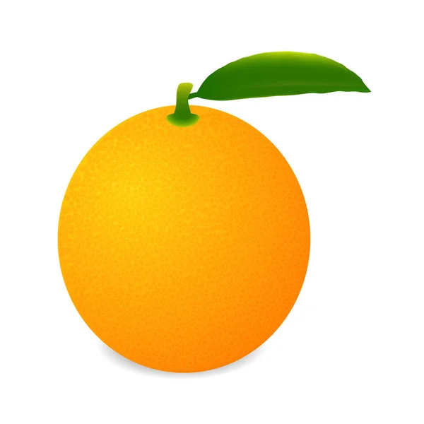 Fruta laranja isolada sobre fundo branco. — Vetor de Stock