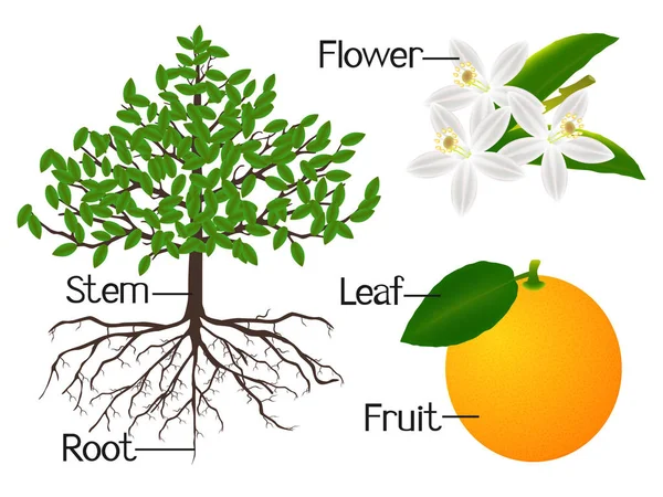 La ilustración muestra parte de las plantas anaranjadas . — Vector de stock