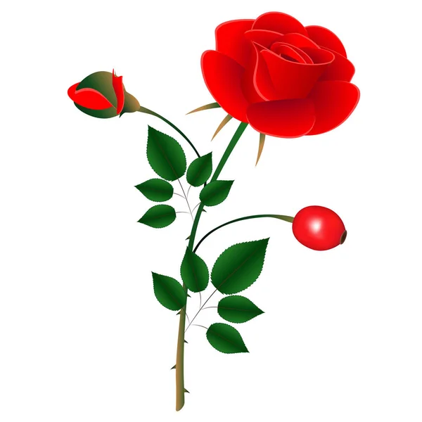 Красная роза с бутоном и спелыми ягодами . — стоковый вектор