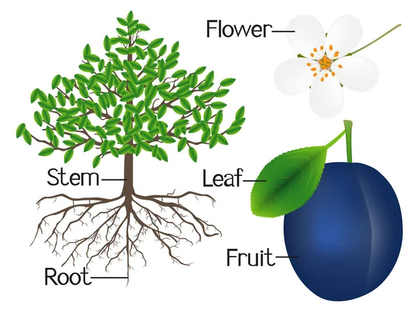L'illustration montre une partie des plants de prunes . — Image vectorielle