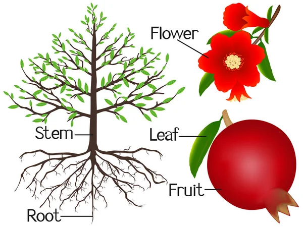 La ilustración muestra parte de las plantas de granate . — Archivo Imágenes Vectoriales