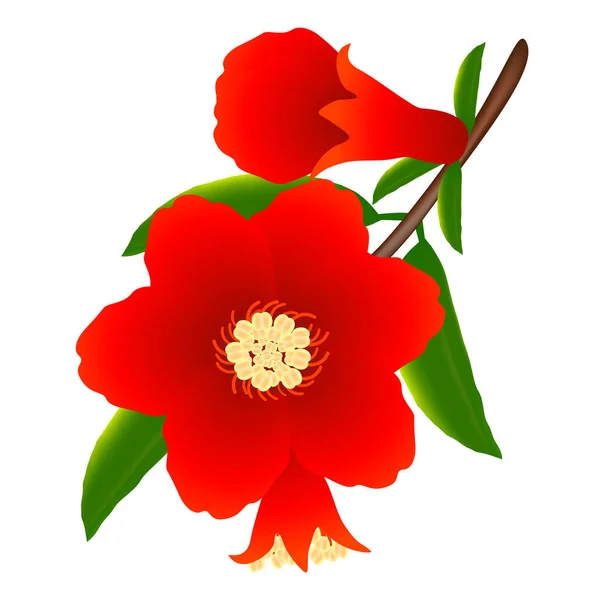 Flores de Granada . — Vector de stock