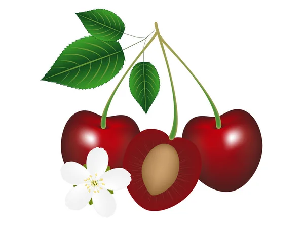 Dos cerezas enteras con hojas y media cereza con una piedra y una flor . — Vector de stock