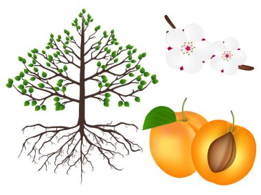 Beyaz zemin üzerinde bir kayısı bitki parçası.